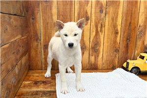 Puck - Shiba Inu for sale