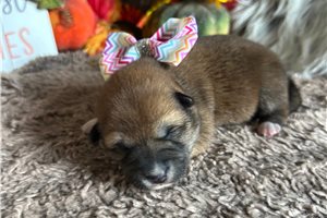 Carissa - puppy for sale