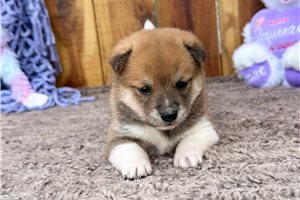 Kehlani - Shiba Inu for sale