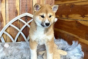 Jiina - puppy for sale