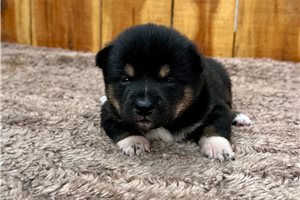 Khloe - Shiba Inu for sale