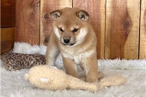 Juko - puppy for sale