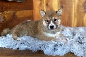 Pongo - Shiba Inu for sale
