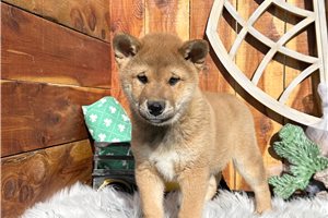 Kento - puppy for sale
