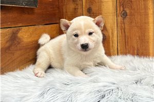 Potter - Shiba Inu for sale