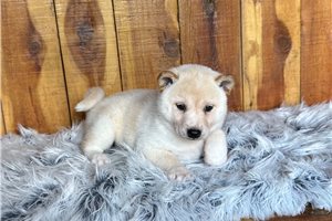 Penny - Shiba Inu for sale