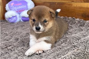 Kinsley - Shiba Inu for sale