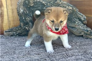 Kehlani - Shiba Inu for sale