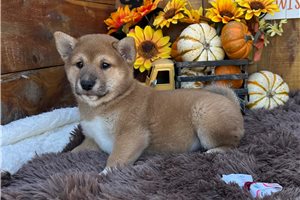 Carissa - Shiba Inu for sale
