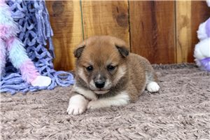 Kehlani - Shiba Inu for sale
