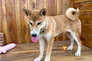 Pongo - Shiba Inu for sale
