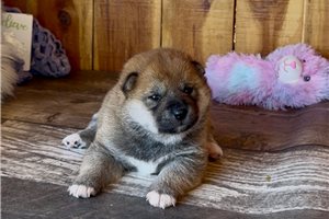 Aggy - Shiba Inu for sale