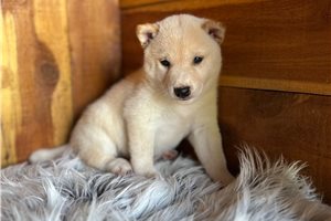 Puck - Shiba Inu for sale