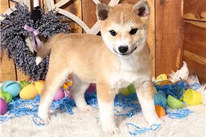 Joji - puppy for sale
