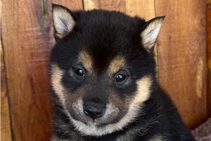 Harvard - Shiba Inu for sale