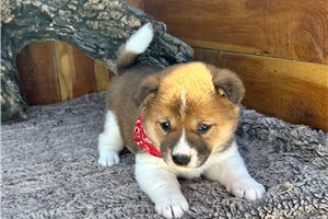 Kingston - Shiba Inu for sale