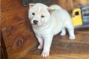 Potter - Shiba Inu for sale
