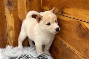 Puck - Shiba Inu for sale
