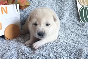 Candy - Shiba Inu for sale