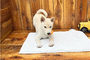 Puck - Shiba Inu for sale