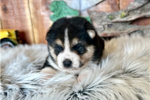 Avery - puppy for sale