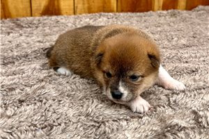 Kinsley - puppy for sale