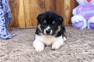Kaylee - Shiba Inu for sale