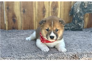 Kingston - Shiba Inu for sale