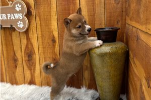 Pongo - Shiba Inu for sale