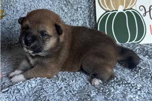 Carissa - Shiba Inu for sale