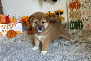 Carissa - Shiba Inu for sale