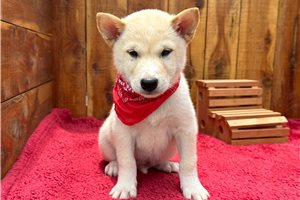 Puck - Shiba Inu for sale