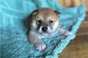 Percy - Shiba Inu for sale