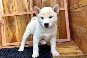 Potter - Shiba Inu for sale