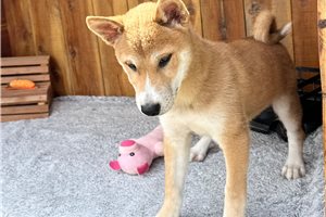 Pongo - Shiba Inu for sale