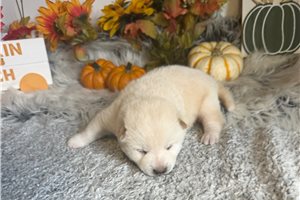 Yokai - Shiba Inu for sale