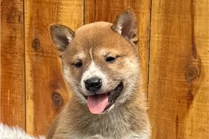 Pongo - Shiba Inu for sale