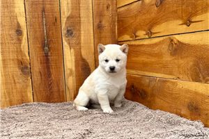 Agatha - Shiba Inu for sale