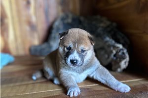 Pongo - puppy for sale