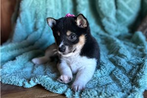 Kaylee - Shiba Inu for sale