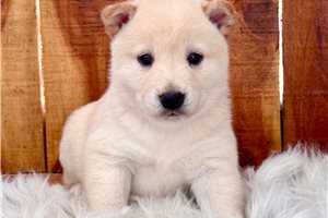 Rhett - puppy for sale