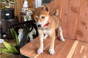 Pongo - Shiba Inu for sale
