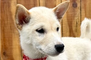 Puck - Shiba Inu for sale