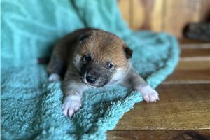 Pawley - puppy for sale