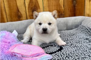 Agatha - Shiba Inu for sale