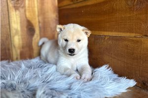 Potter - Shiba Inu for sale