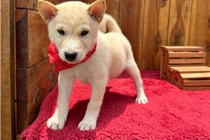 Puck - Shiba Inu for sale