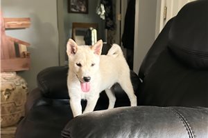Puck - Shiba Inu for sale