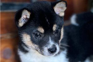 Kaylee - Shiba Inu for sale