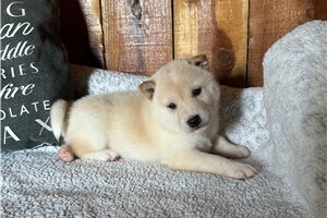 Puck - Shiba Inu for sale